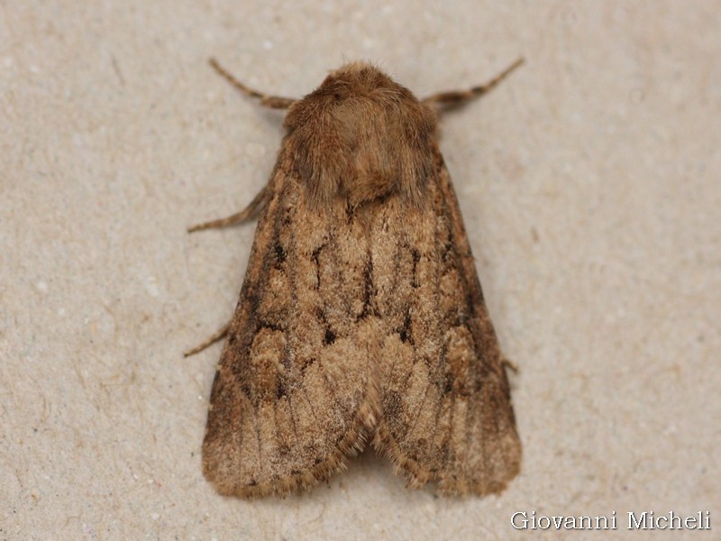 Noctuidae da ID - Luperina testacea